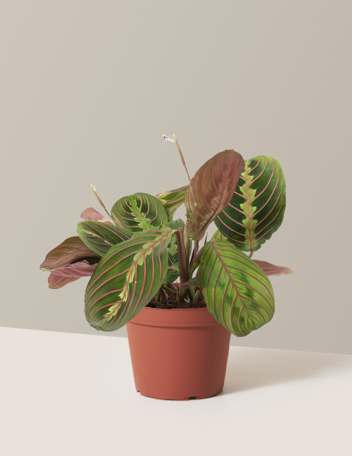 Red Prayer Plant
