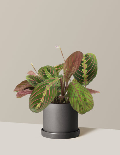 Red Prayer Plant