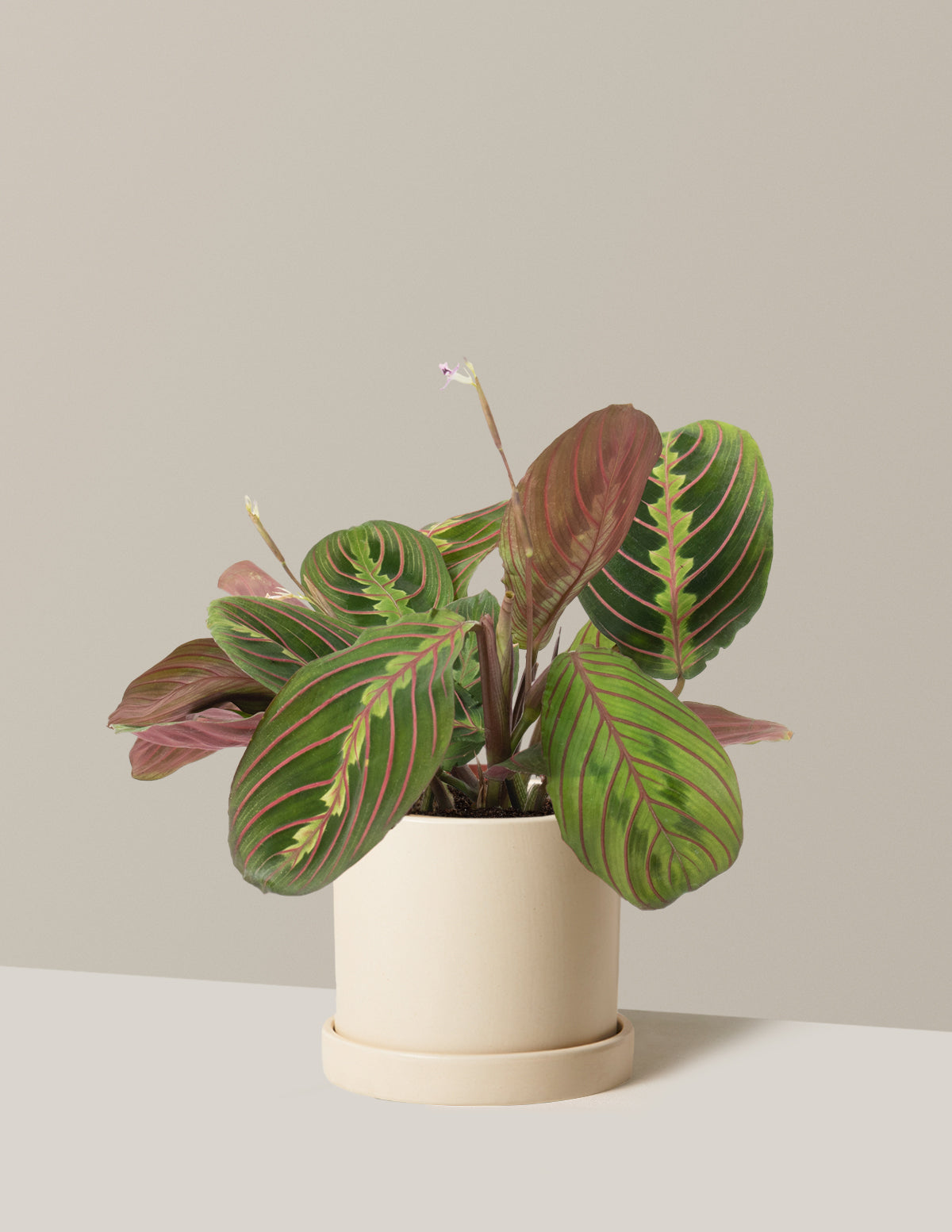 Red Prayer Plant