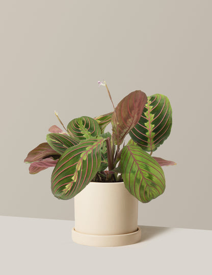 Red Prayer Plant