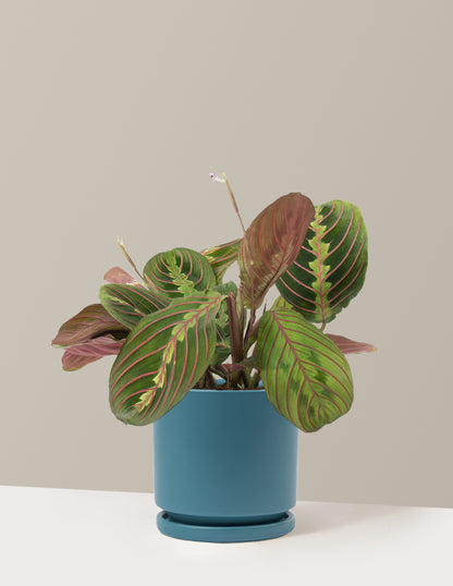 Red Prayer Plant