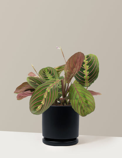 Red Prayer Plant