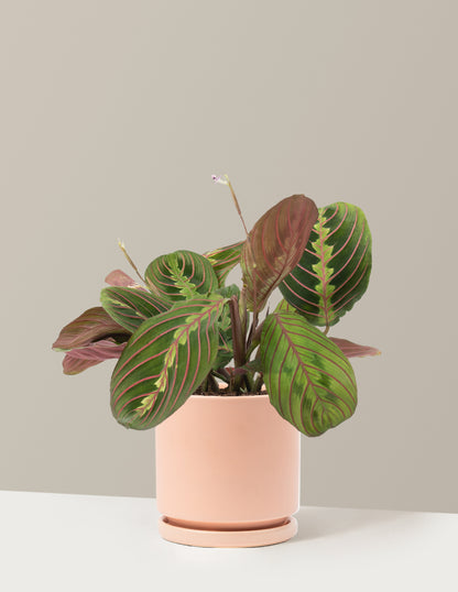 Red Prayer Plant