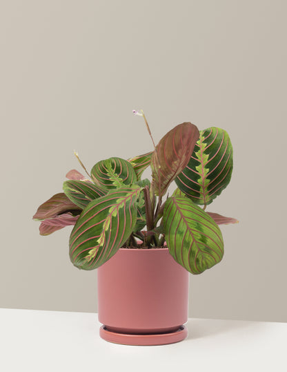 Red Prayer Plant