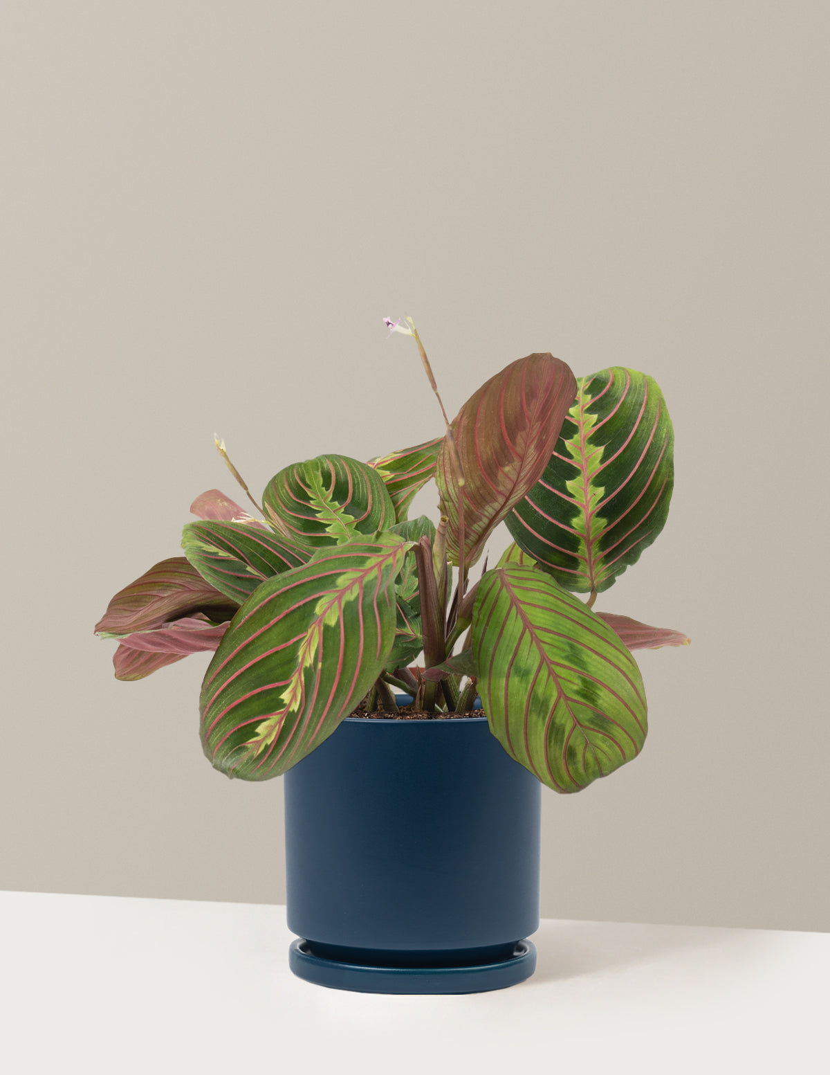 Red Prayer Plant