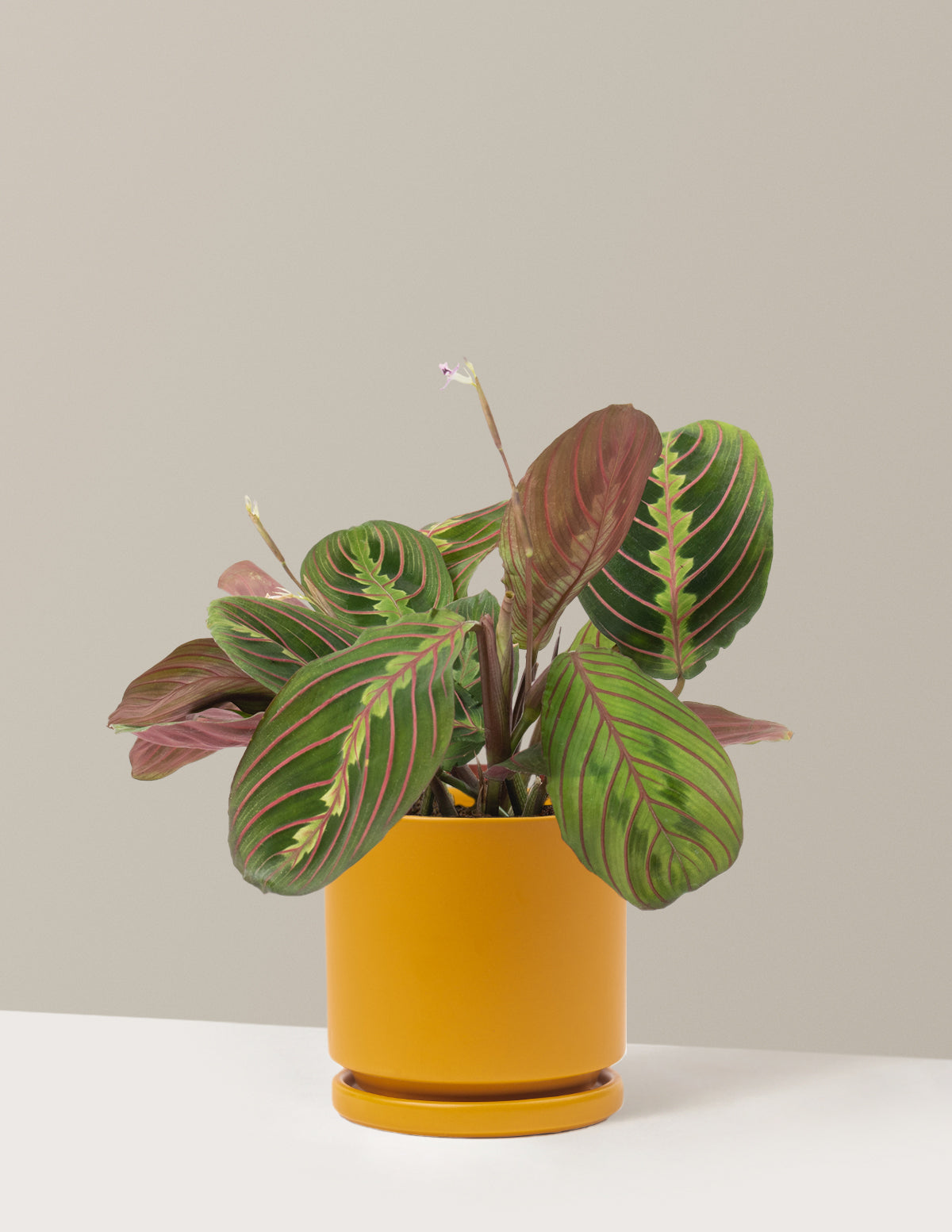 Red Prayer Plant