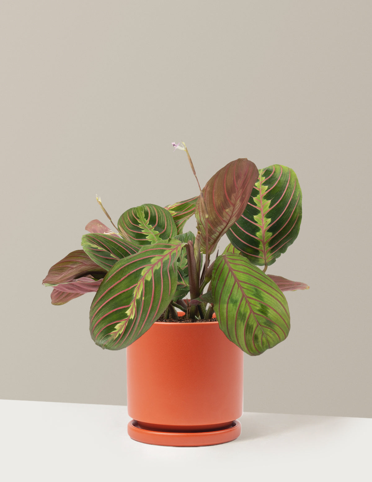 Red Prayer Plant