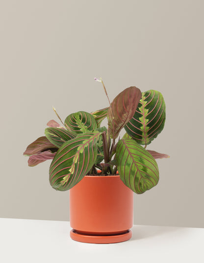 Red Prayer Plant