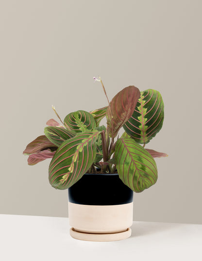 Red Prayer Plant