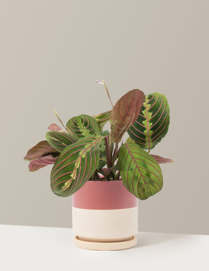 Red Prayer Plant