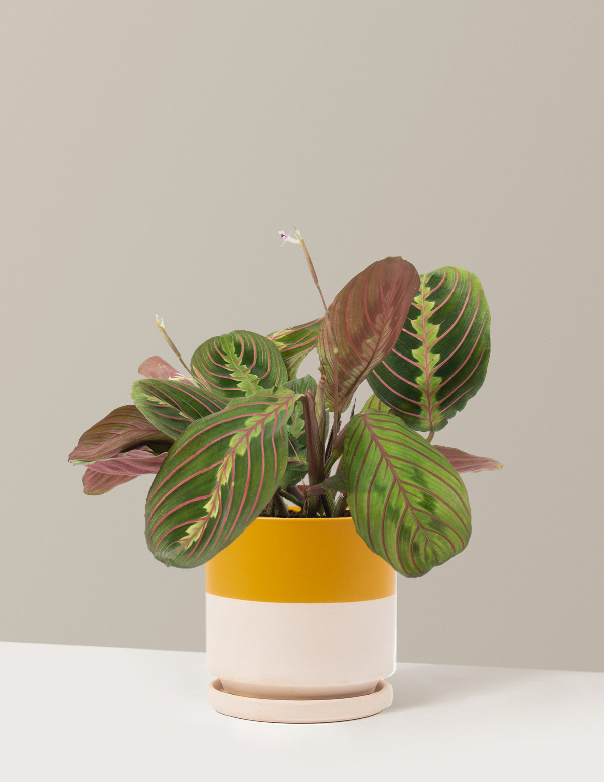 Red Prayer Plant