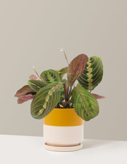 Red Prayer Plant