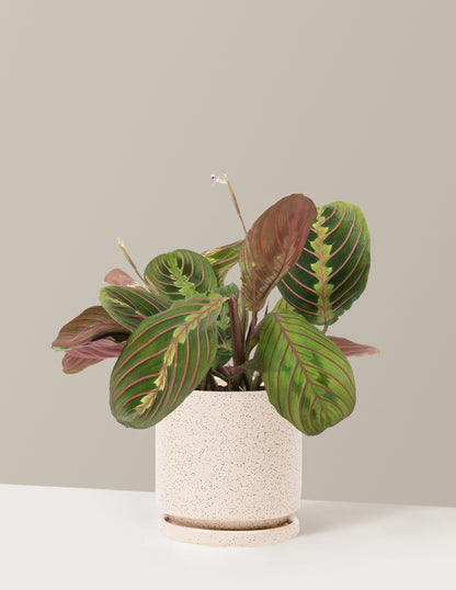 Red Prayer Plant