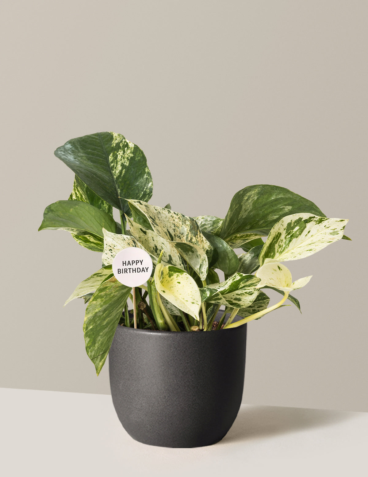 Happy Birthday Pothos Marble Queen