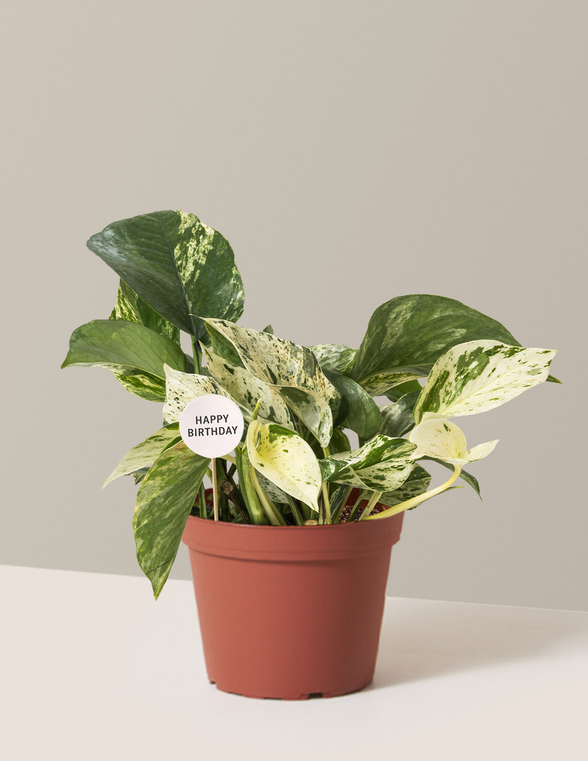 Happy Birthday Pothos Marble Queen