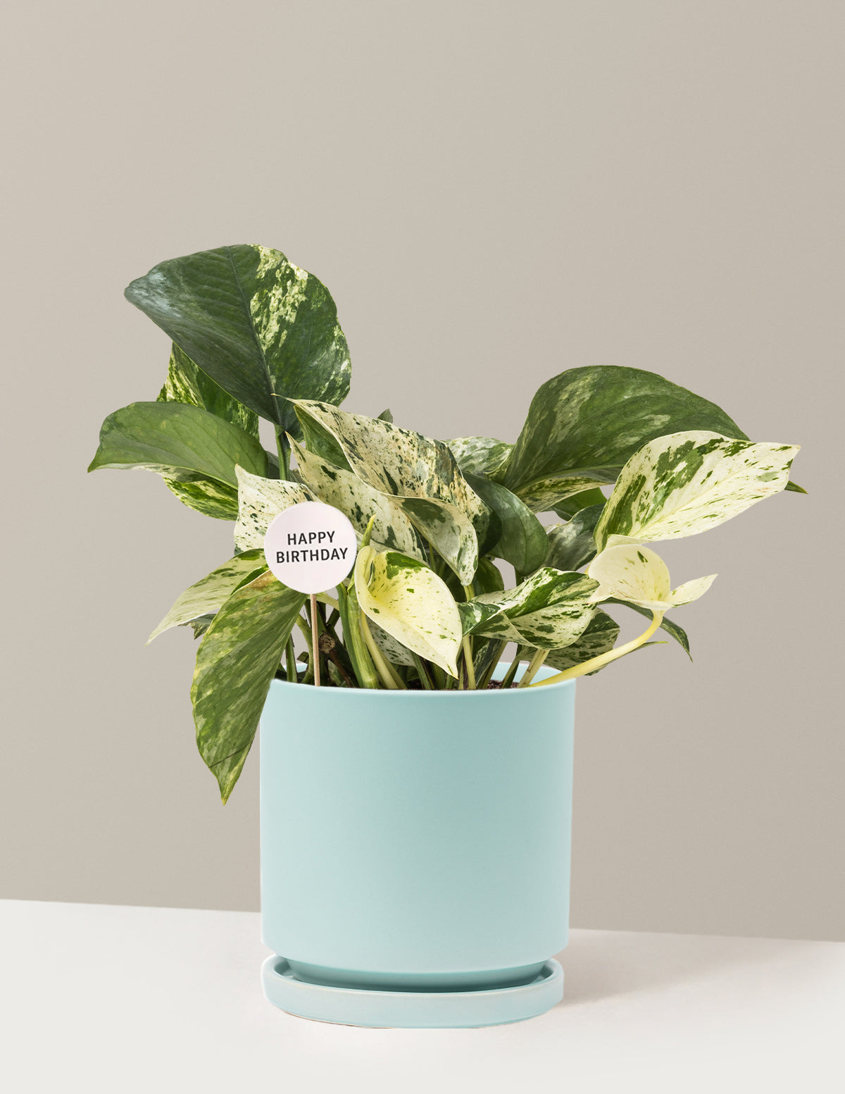 Happy Birthday Pothos Marble Queen