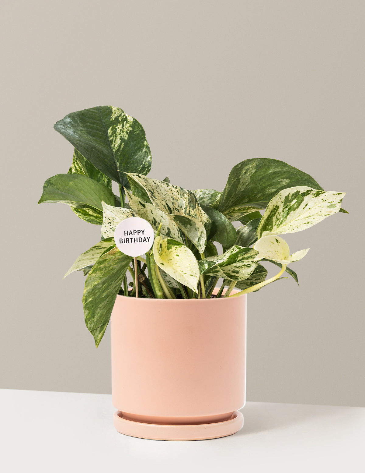 files/the-sill_Medium-Marble-Queen-Pothos-Happy-Birthday-Pop_Medium_Isabella-Blush_Variant.jpg