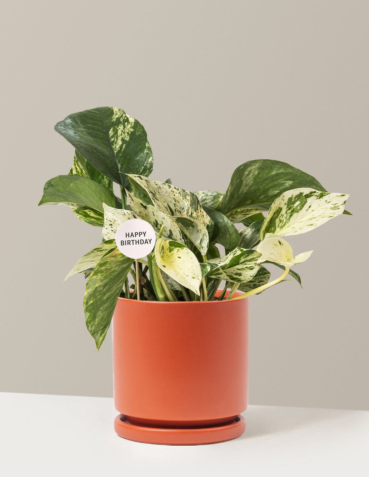 Happy Birthday Pothos Marble Queen