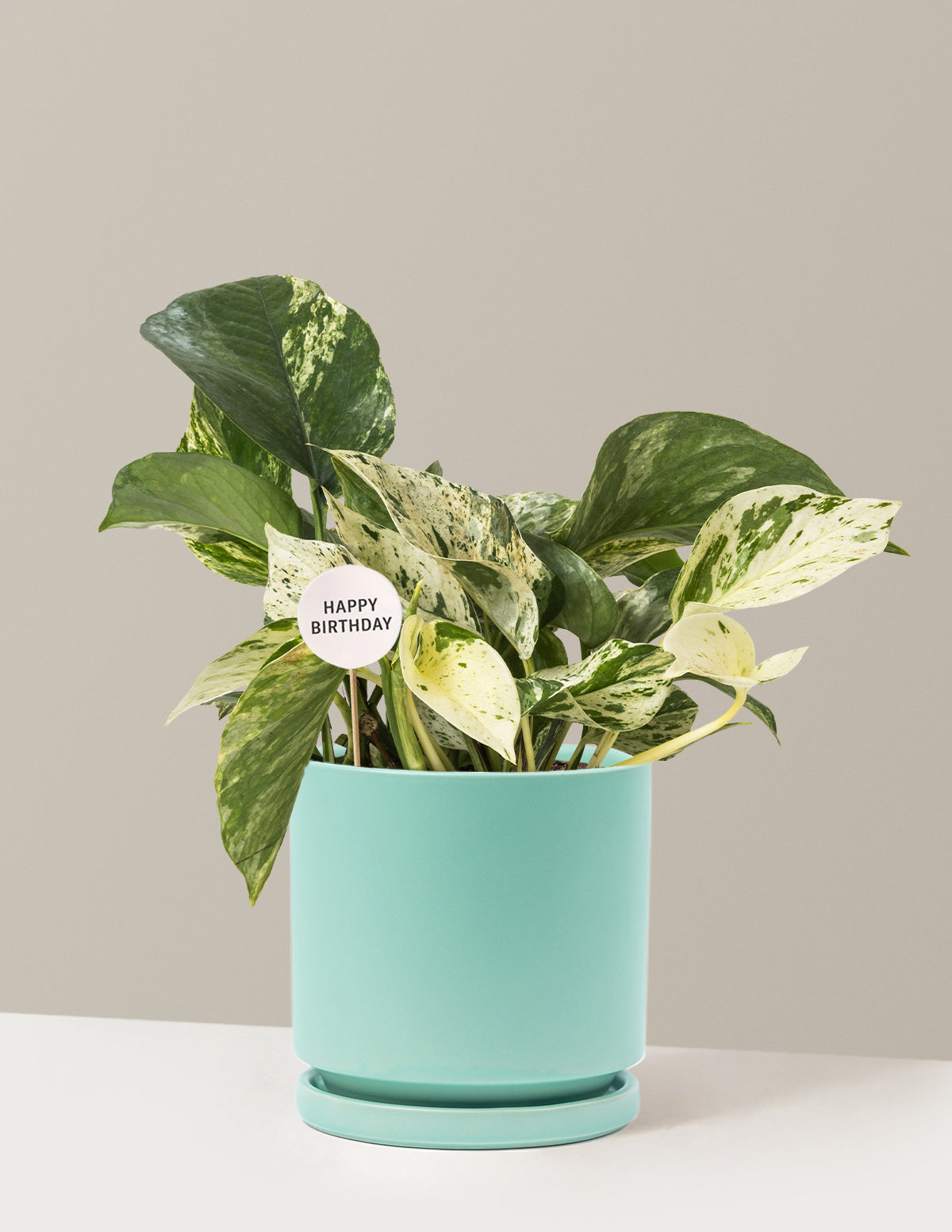Happy Birthday Pothos Marble Queen
