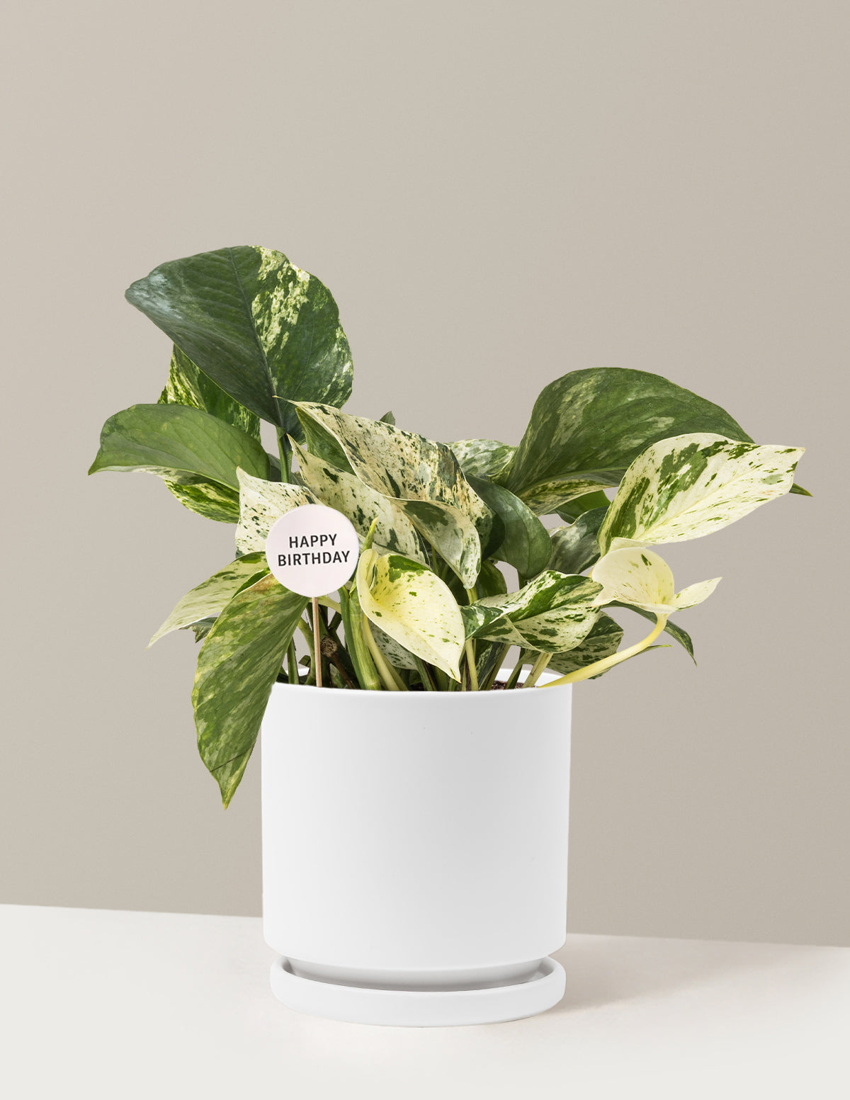 Happy Birthday Pothos Marble Queen