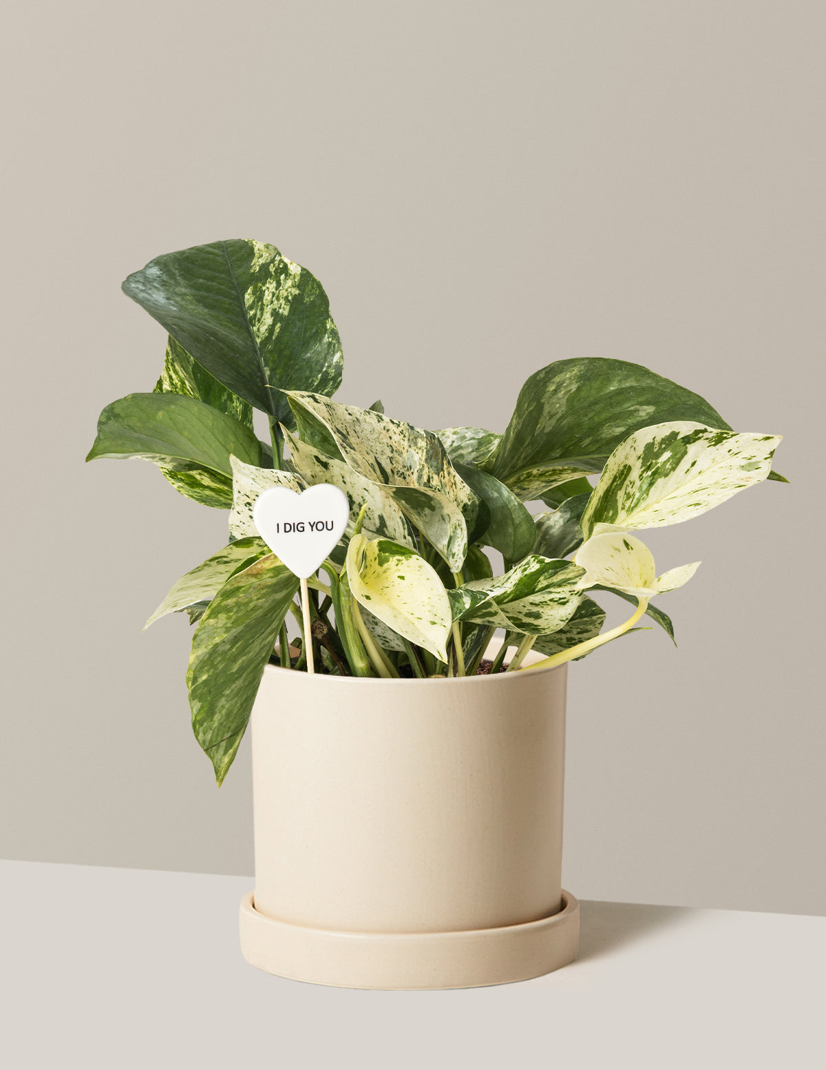 I Dig You Pothos Marble Queen