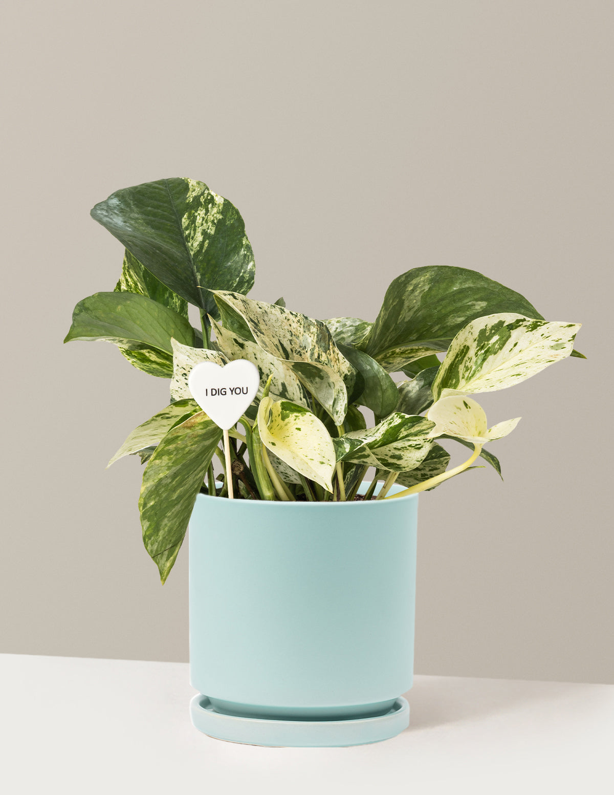 I Dig You Pothos Marble Queen