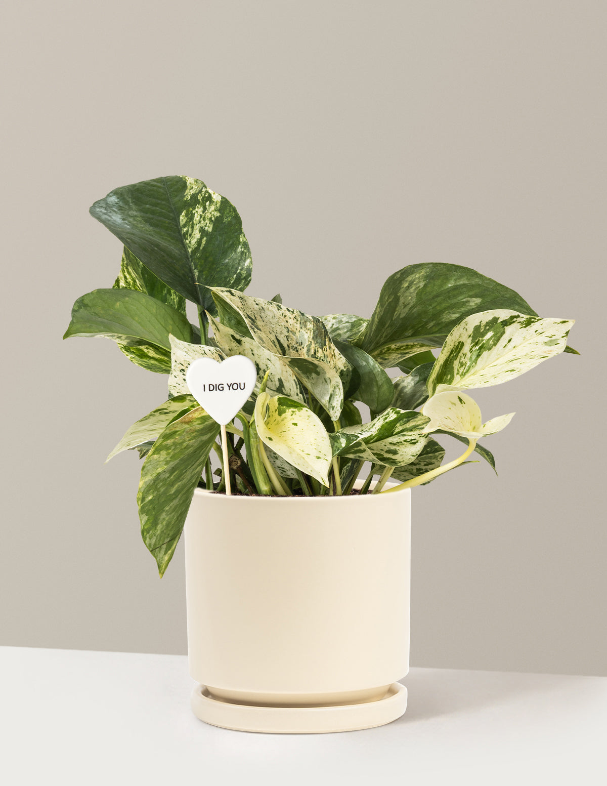 I Dig You Pothos Marble Queen