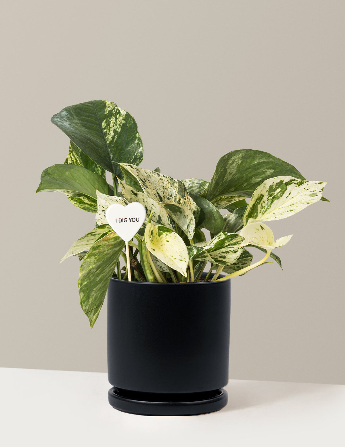 I Dig You Pothos Marble Queen