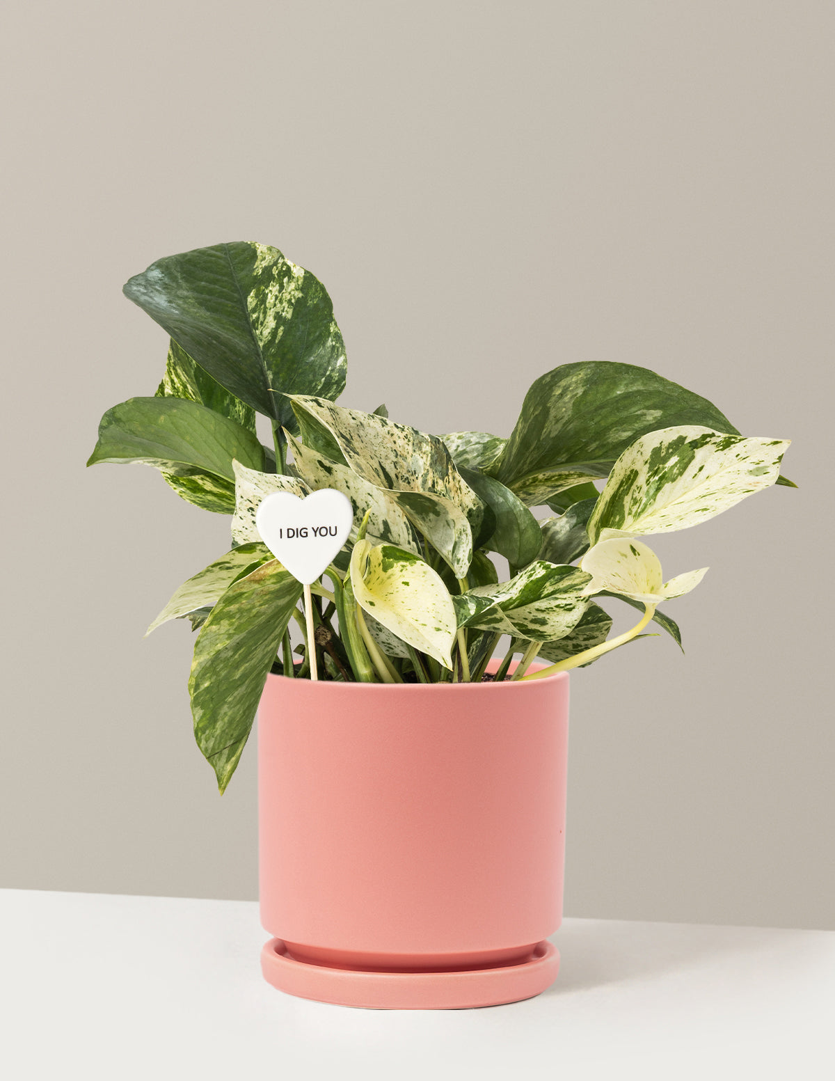 I Dig You Pothos Marble Queen