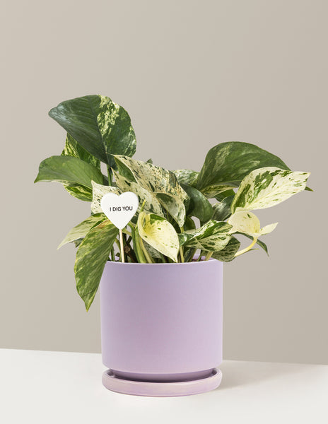 purple pothos Pothos Marble Queen Bundle | Easy, Beginner-Friendly Houseplants