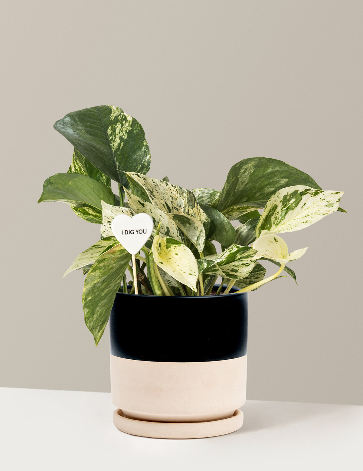I Dig You Pothos Marble Queen