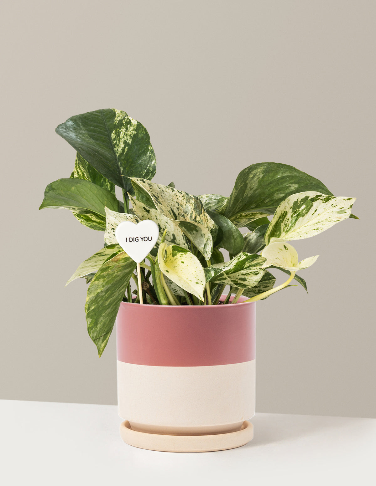 I Dig You Pothos Marble Queen