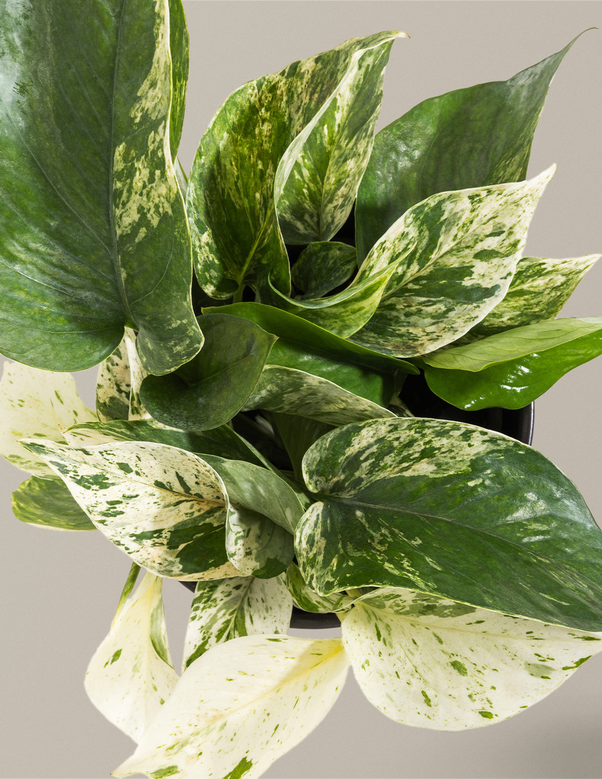 Pothos Marble Queen