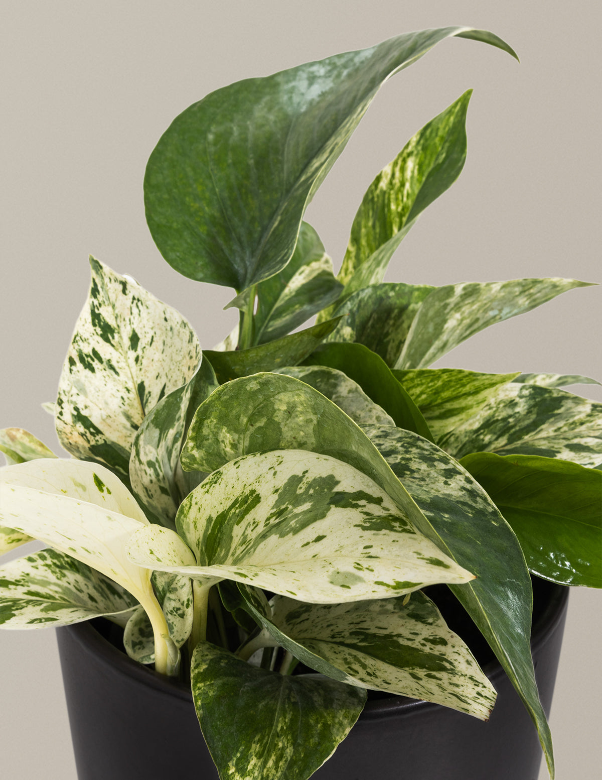 pothos queen marble Pothos Marble Queen Houseplant with Planter - Medium (5"-10" tall) Mustard Planter