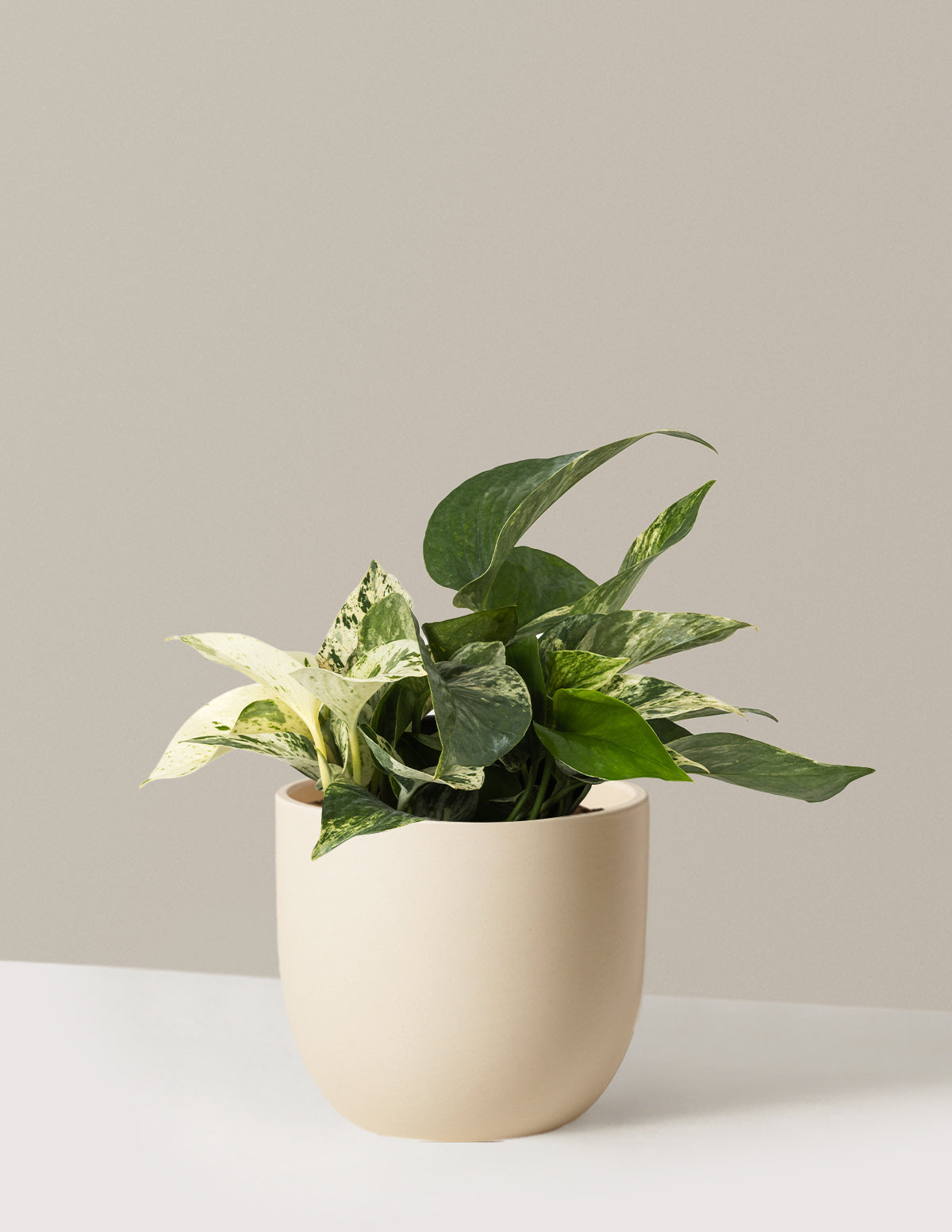 pothos queen marble Pothos Marble Queen Houseplant with Planter - Medium (5"-10" tall) Mustard Planter