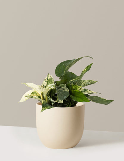 Pothos Marble Queen