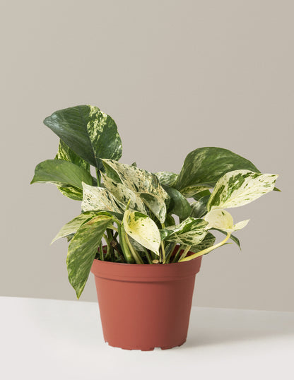 Pothos Marble Queen