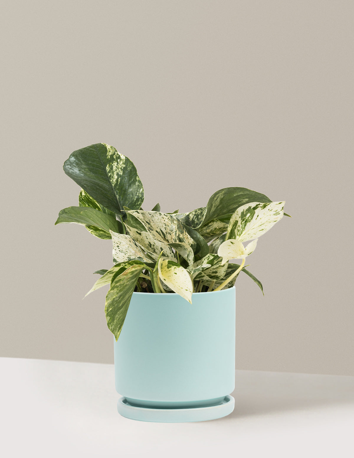 marble queen pothos large Pothos Marble Queen Houseplant with Planter - Medium (5"-10" tall) Mustard Planter
