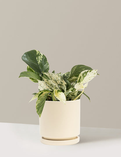 marble queen pothos nz Pothos Marble Queen Houseplant with Planter - Medium (5"-10" tall) Mustard Planter