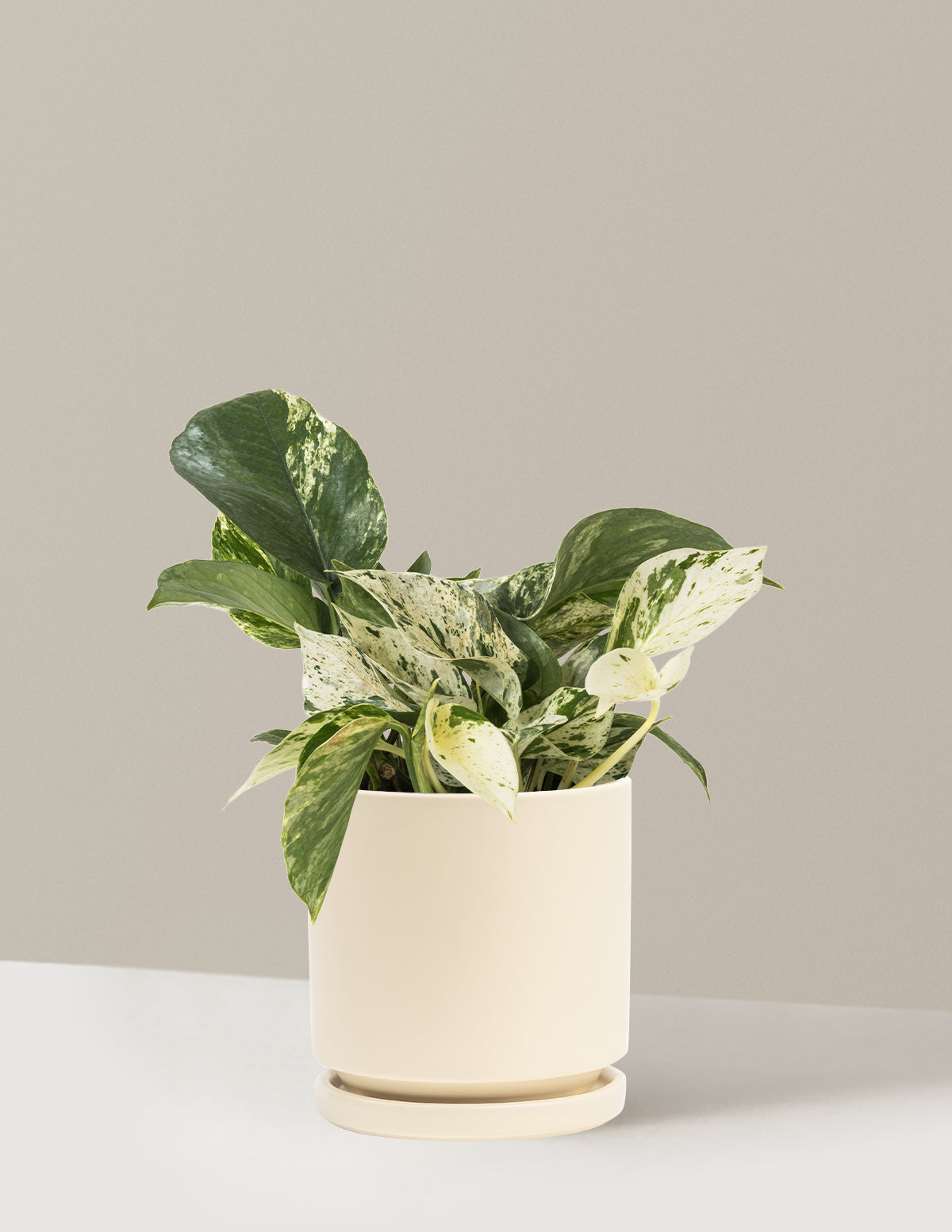 Pothos Marble Queen