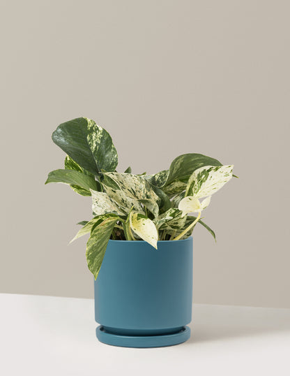 marble queen pothos care Pothos Marble Queen | Easy, Beginner-Friendly Houseplants