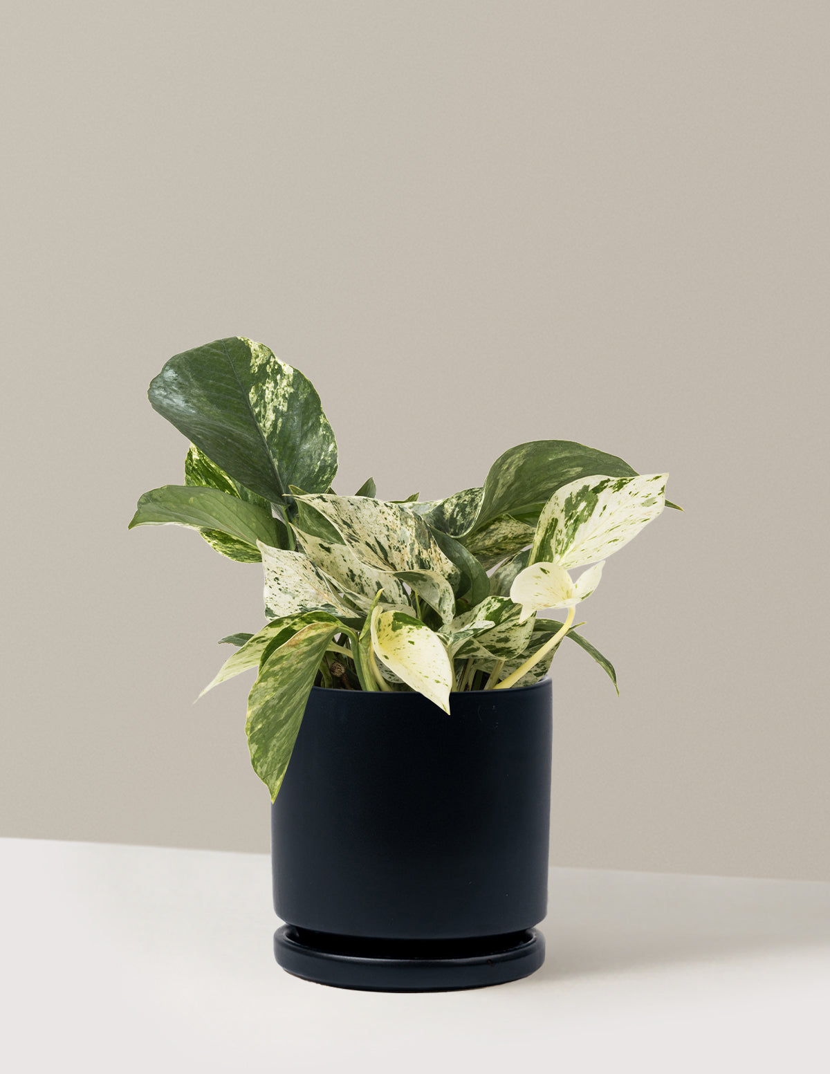 Pothos Marble Queen