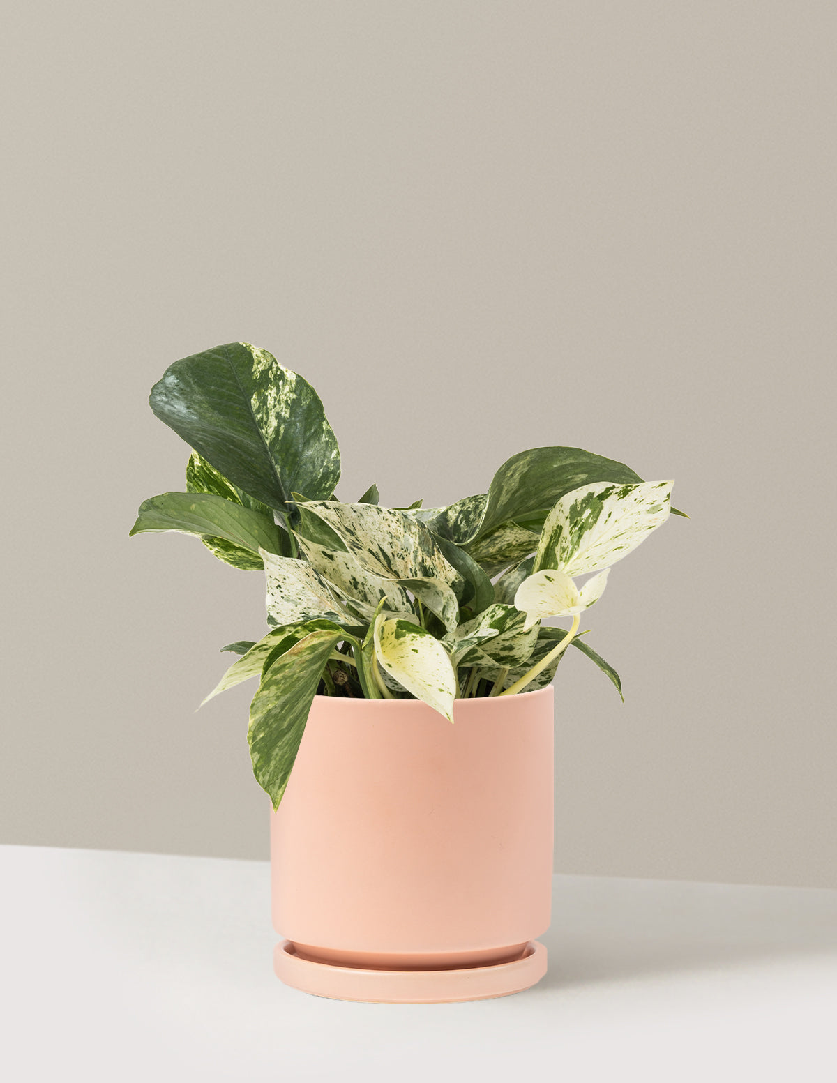 files/the-sill_Medium-Marble-Queen-Pothos_Medium_Isabella-Blush_Variant.jpg