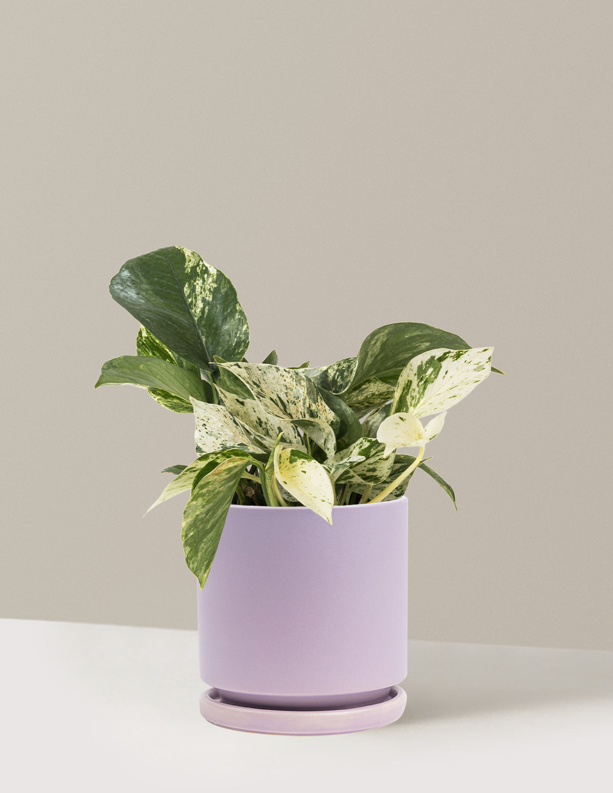 Pothos Marble Queen