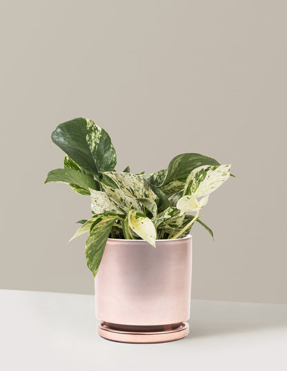 Pothos Marble Queen