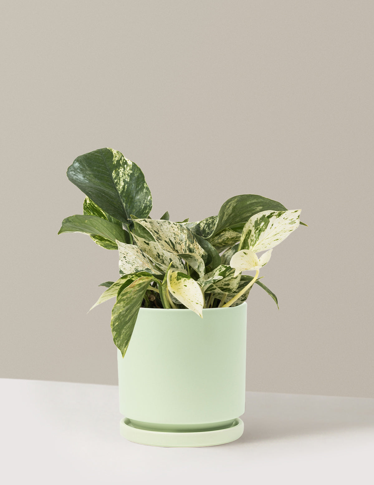Pothos Marble Queen