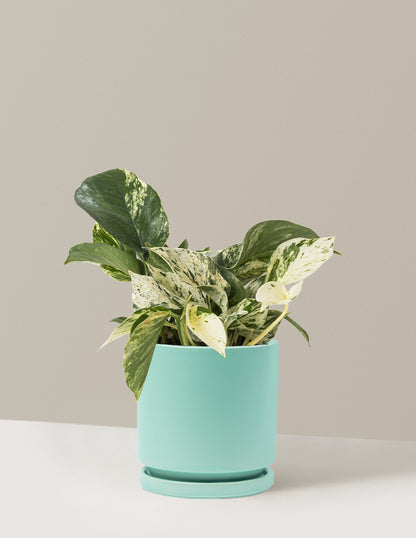 Pothos Marble Queen
