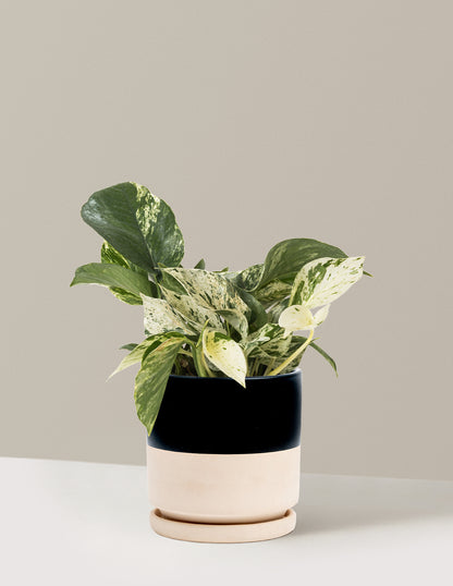 Pothos Marble Queen