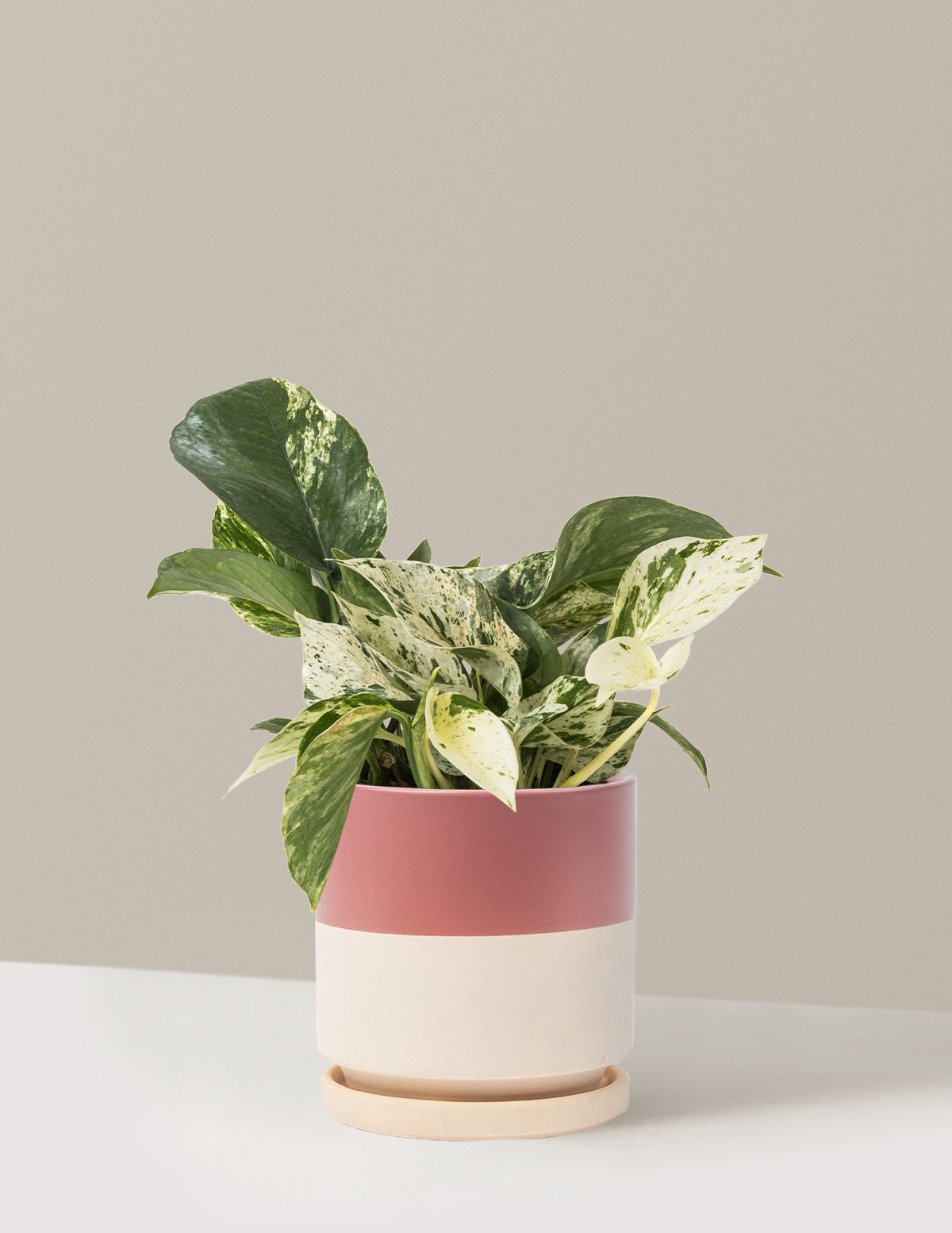 Pothos Marble Queen