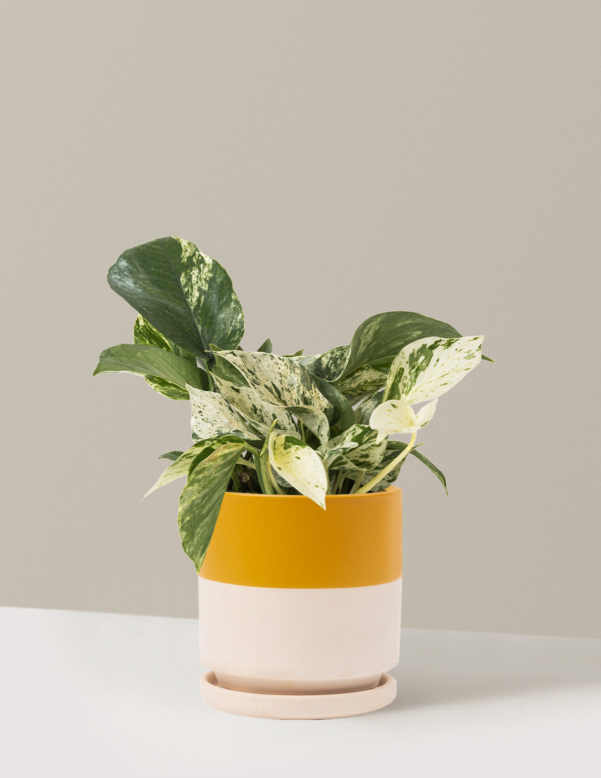 Pothos Marble Queen